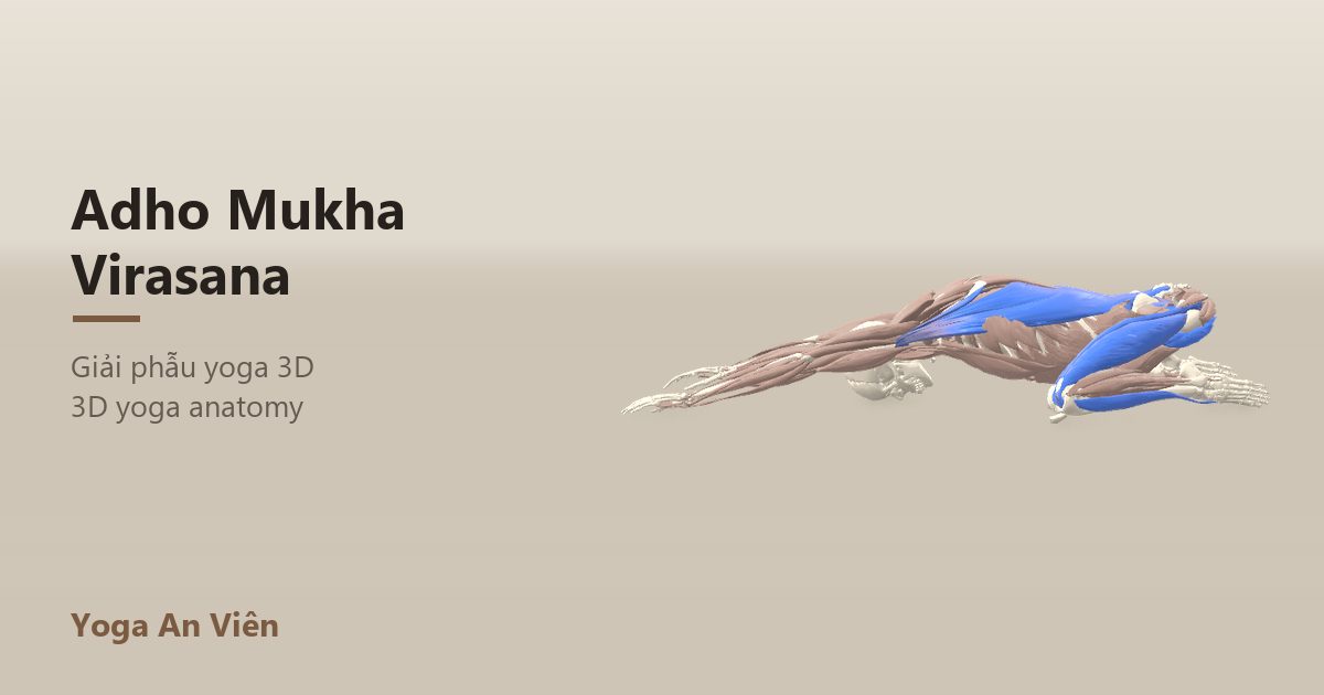 3D anatomy model of Wide-Knee Child's Pose: working muscles in red, stretching in blue, stabilizing in yellow