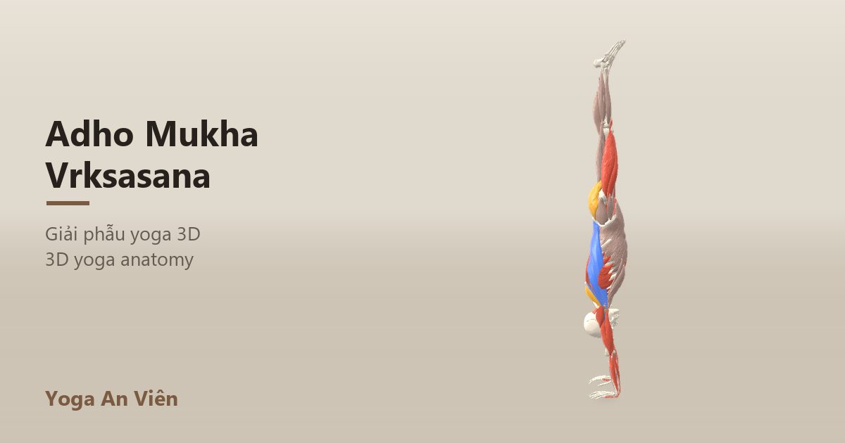 3D anatomy model of Handstand: working muscles in red, stretching in blue, stabilizing in yellow