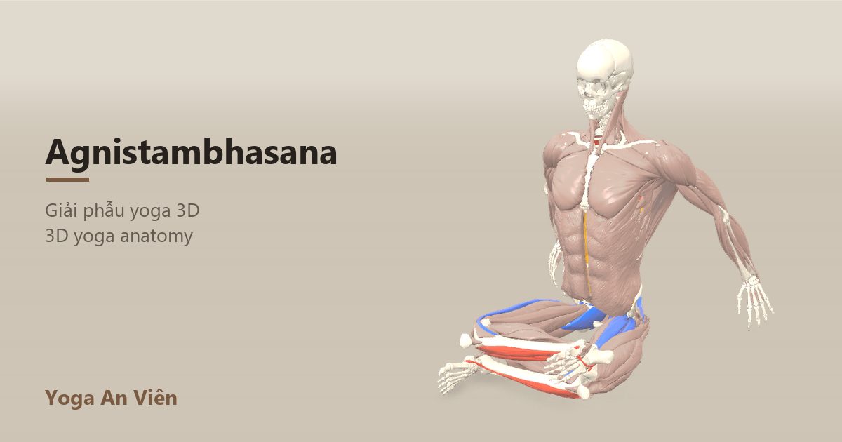 3D anatomy model of Fire Log Pose (Double Pigeon): working muscles in red, stretching in blue, stabilizing in yellow