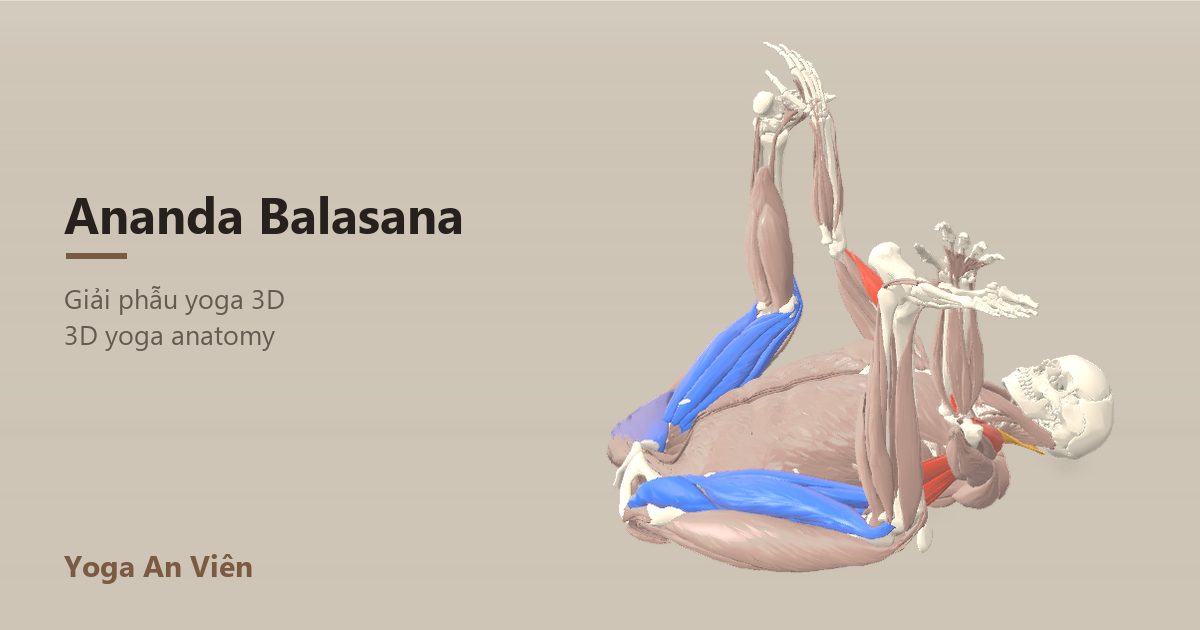 3D anatomy model of Happy Baby Pose: working muscles in red, stretching in blue, stabilizing in yellow