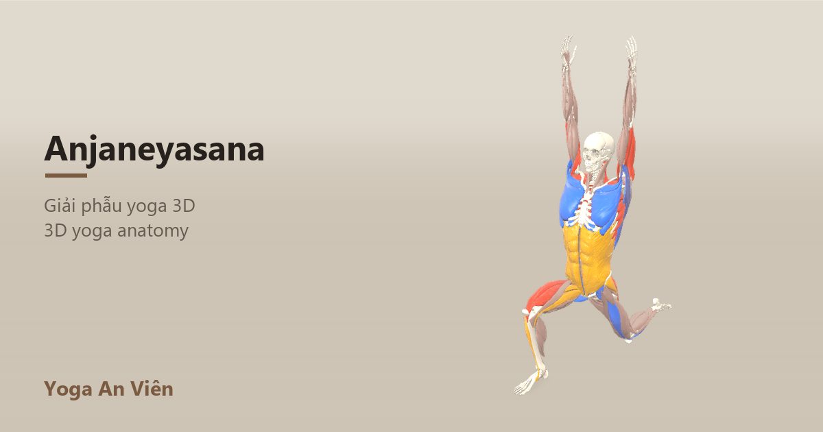 Mô hình giải phẫu 3D tư thế trường tấn thấp: cơ co màu đỏ, cơ giãn màu xanh, cơ giữ ổn định màu vàng