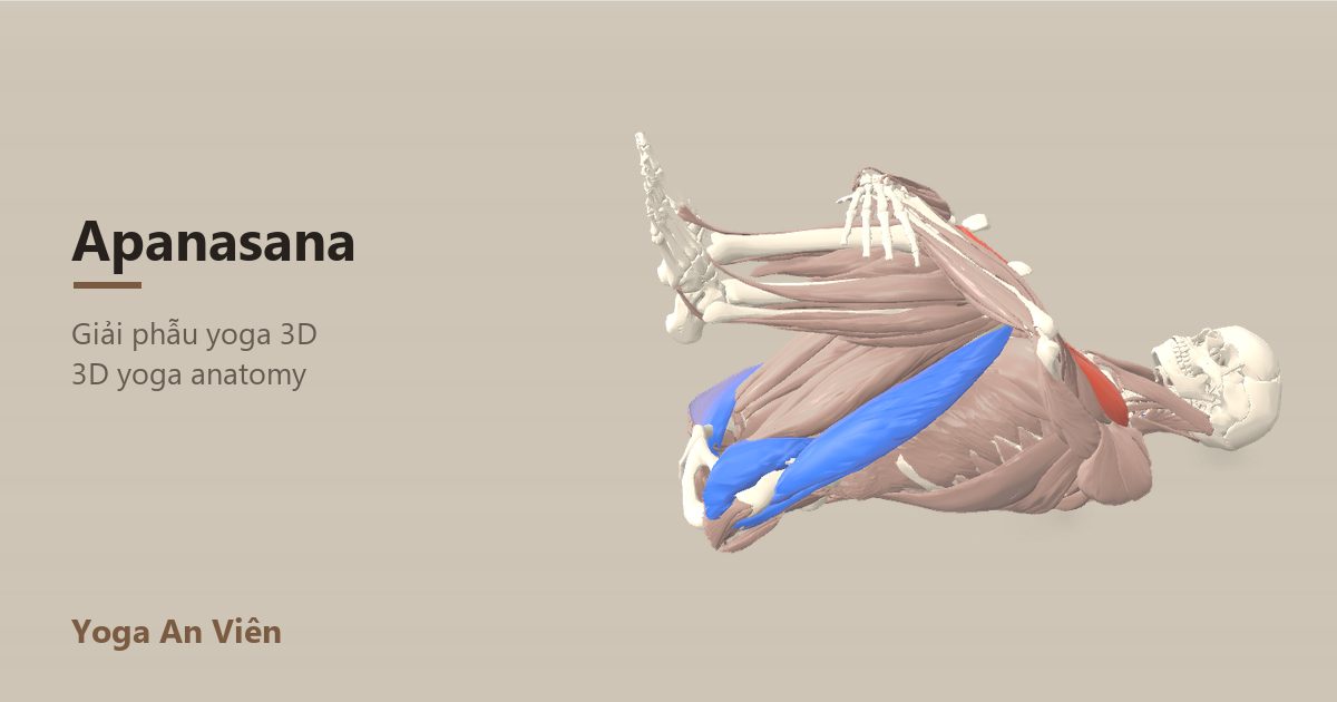 3D anatomy model of Knees-to-Chest Pose: working muscles in red, stretching in blue, stabilizing in yellow