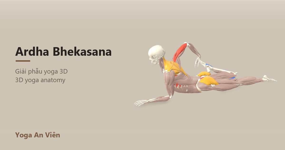 3D anatomy model of Half Frog Pose: working muscles in red, stretching in blue, stabilizing in yellow