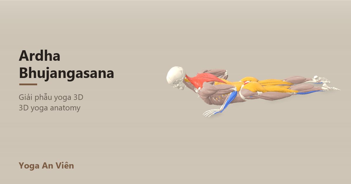 Mô hình giải phẫu 3D tư thế rắn hổ mang thấp: cơ co màu đỏ, cơ giãn màu xanh, cơ giữ ổn định màu vàng