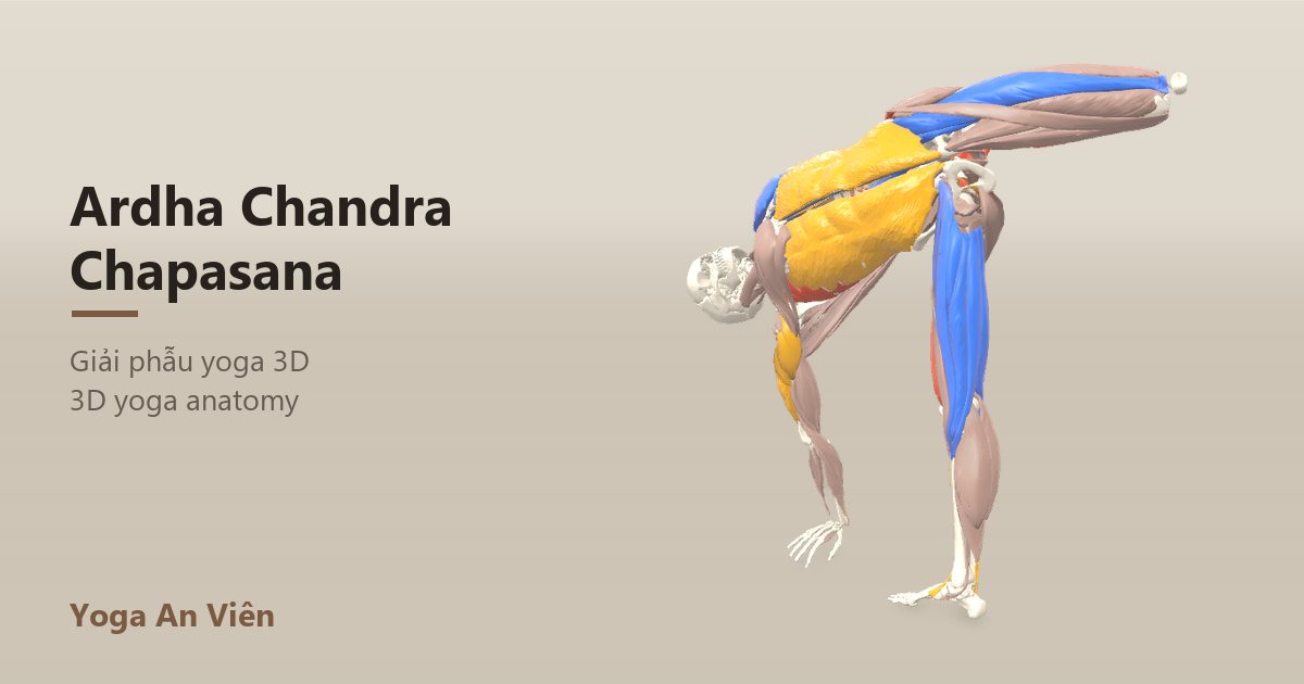 3D anatomy model of Sugarcane Pose: working muscles in red, stretching in blue, stabilizing in yellow