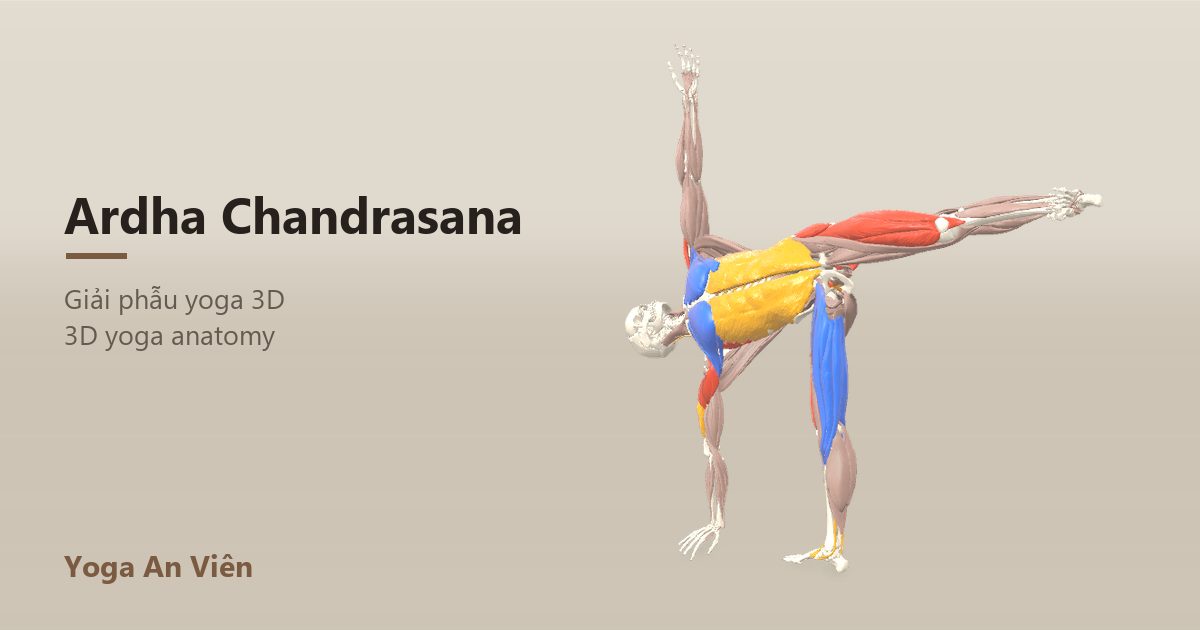 Mô hình giải phẫu 3D tư thế nửa vầng trăng: cơ co màu đỏ, cơ giãn màu xanh, cơ giữ ổn định màu vàng
