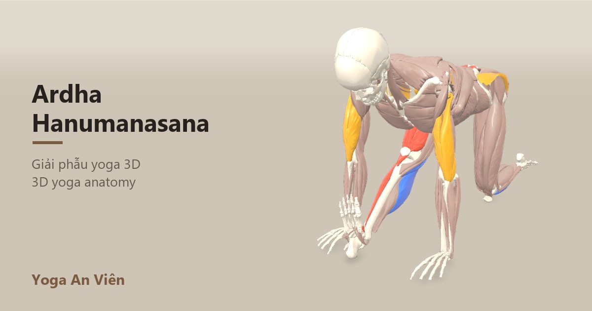 Mô hình giải phẫu 3D tư thế nửa xoạc dọc: cơ co màu đỏ, cơ giãn màu xanh, cơ giữ ổn định màu vàng