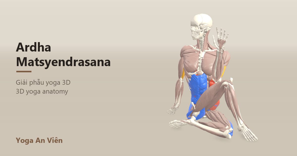 3D anatomy model of Half Lord of the Fishes Pose: working muscles in red, stretching in blue, stabilizing in yellow