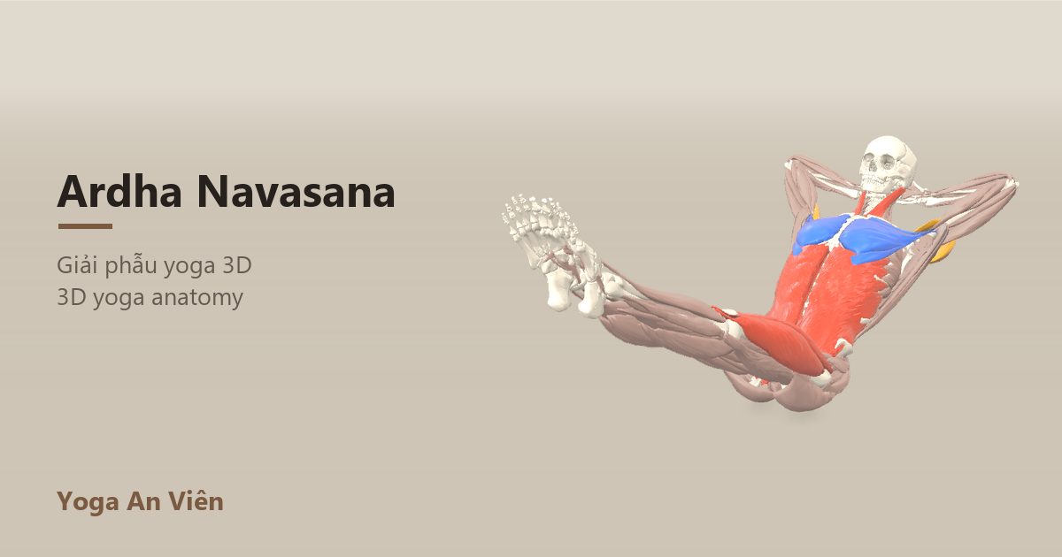 3D anatomy model of Half Boat Pose: working muscles in red, stretching in blue, stabilizing in yellow