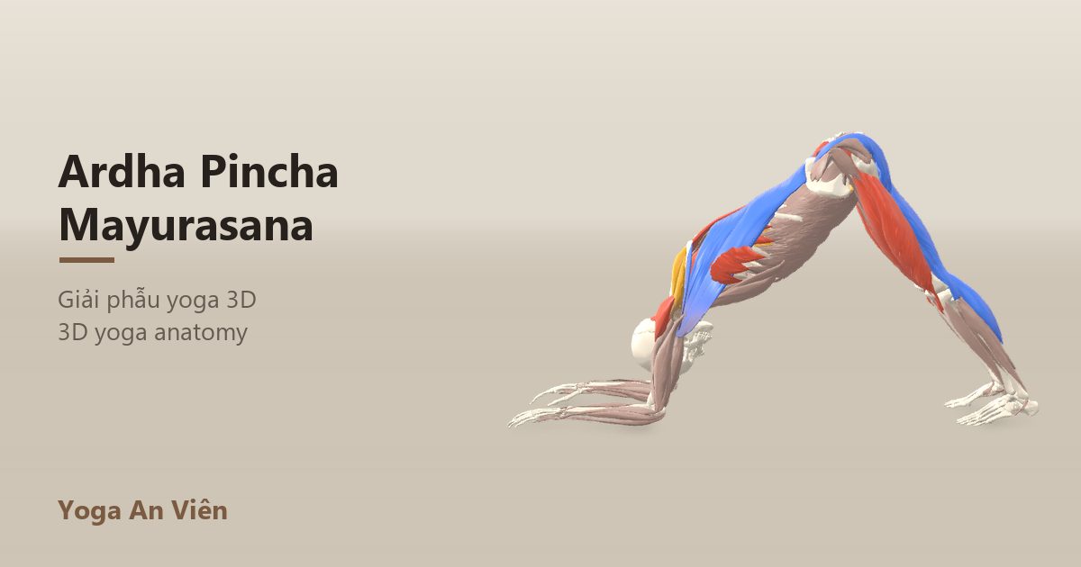 3D anatomy model of Dolphin Pose: working muscles in red, stretching in blue, stabilizing in yellow
