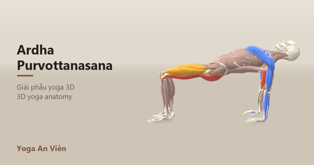 Mô hình giải phẫu 3D tư thế chiếc bàn ngửa: cơ co màu đỏ, cơ giãn màu xanh, cơ giữ ổn định màu vàng