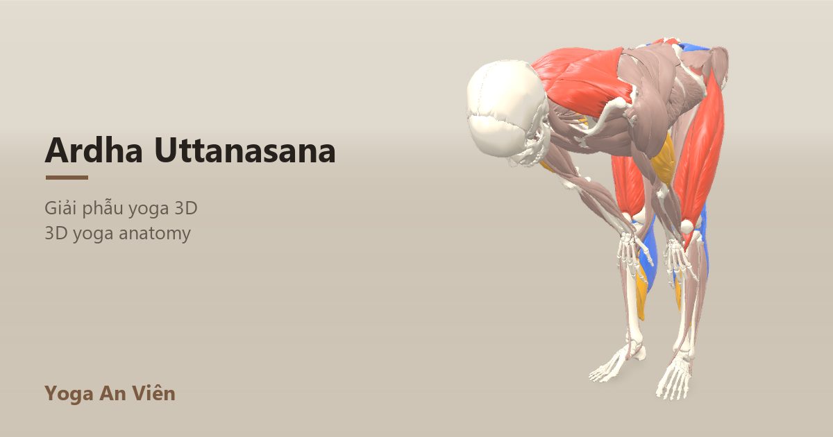 Mô hình giải phẫu 3D tư thế nửa gập người đứng: cơ co màu đỏ, cơ giãn màu xanh, cơ giữ ổn định màu vàng