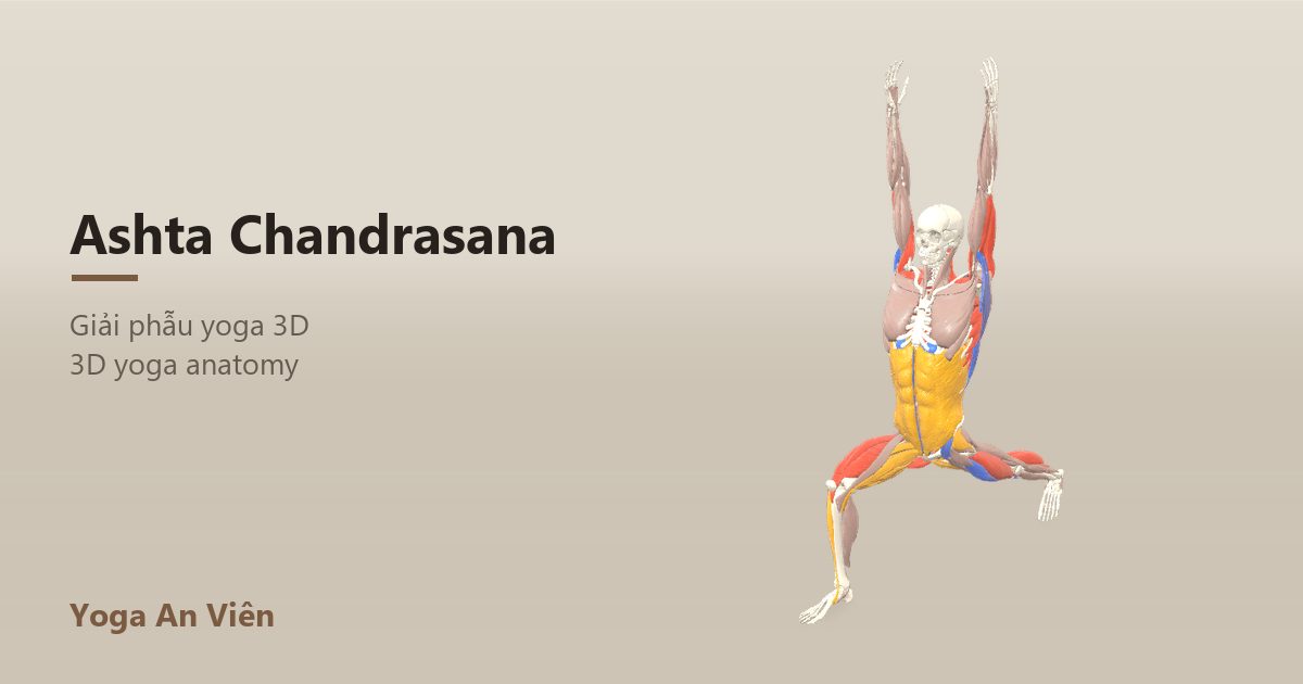 3D anatomy model of High Lunge (Crescent Lunge): working muscles in red, stretching in blue, stabilizing in yellow