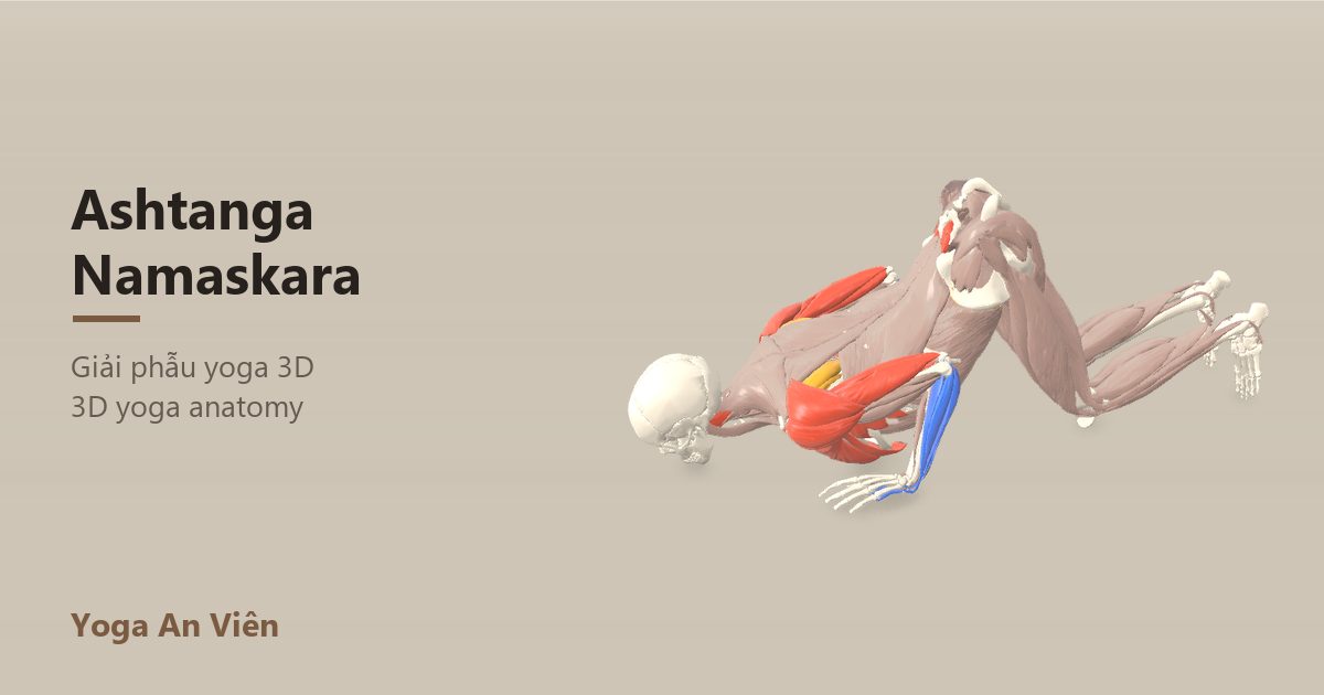 Mô hình giải phẫu 3D tư thế tám điểm chạm sàn: cơ co màu đỏ, cơ giãn màu xanh, cơ giữ ổn định màu vàng