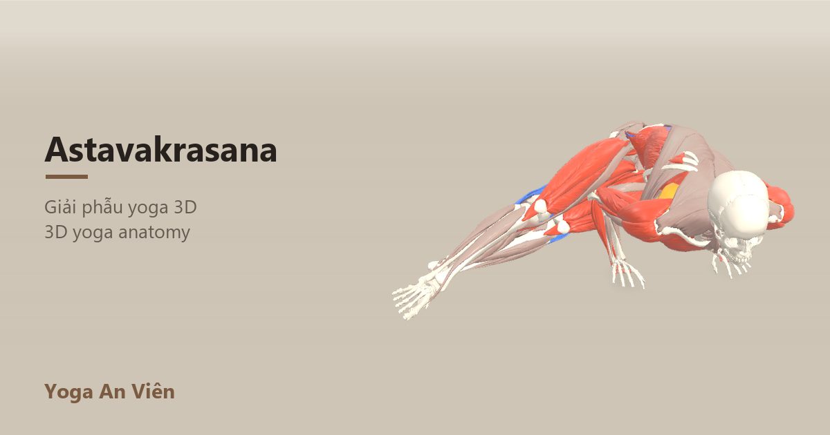 3D anatomy model of Eight-Angle Pose: working muscles in red, stretching in blue, stabilizing in yellow
