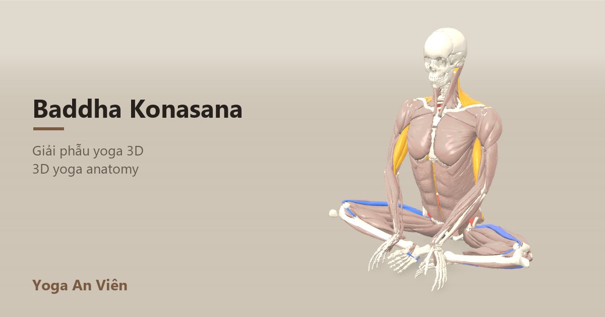 3D anatomy model of Bound Angle Pose (Butterfly): working muscles in red, stretching in blue, stabilizing in yellow