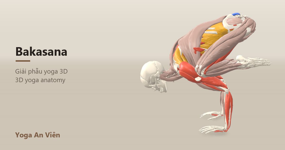 3D anatomy model of Crow Pose: working muscles in red, stretching in blue, stabilizing in yellow
