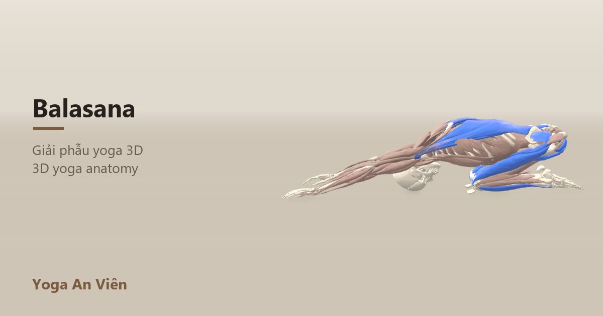 3D anatomy model of Child's Pose: working muscles in red, stretching in blue, stabilizing in yellow
