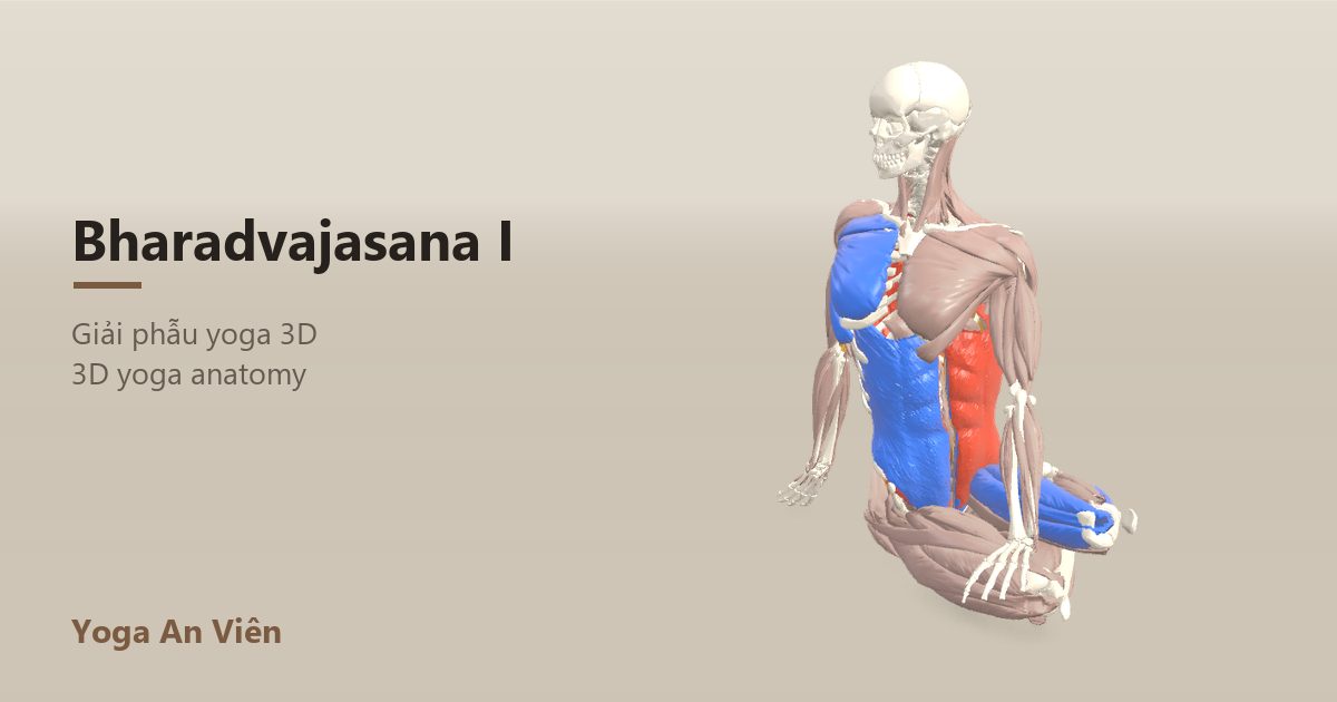 3D anatomy model of Bharadvaja's Twist: working muscles in red, stretching in blue, stabilizing in yellow
