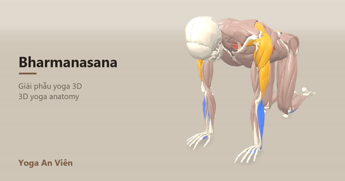 3D anatomy model of Tabletop Pose: working muscles in red, stretching in blue, stabilizing in yellow