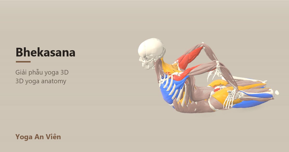 3D anatomy model of Full Frog Pose: working muscles in red, stretching in blue, stabilizing in yellow