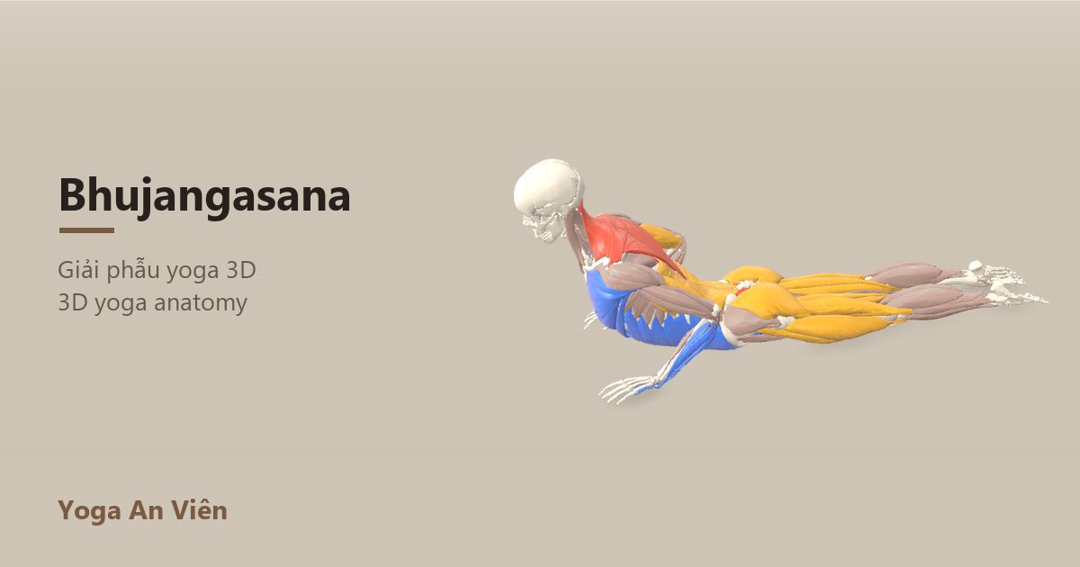 3D anatomy model of Cobra Pose: working muscles in red, stretching in blue, stabilizing in yellow