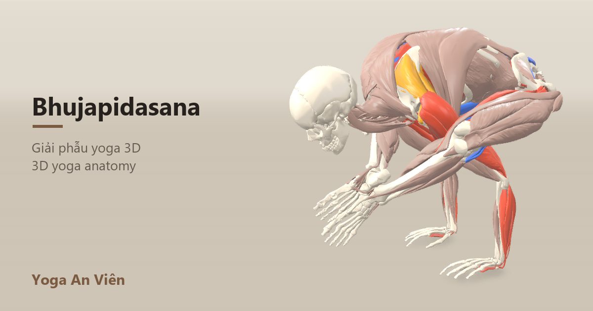 3D anatomy model of Shoulder-Pressing Pose: working muscles in red, stretching in blue, stabilizing in yellow