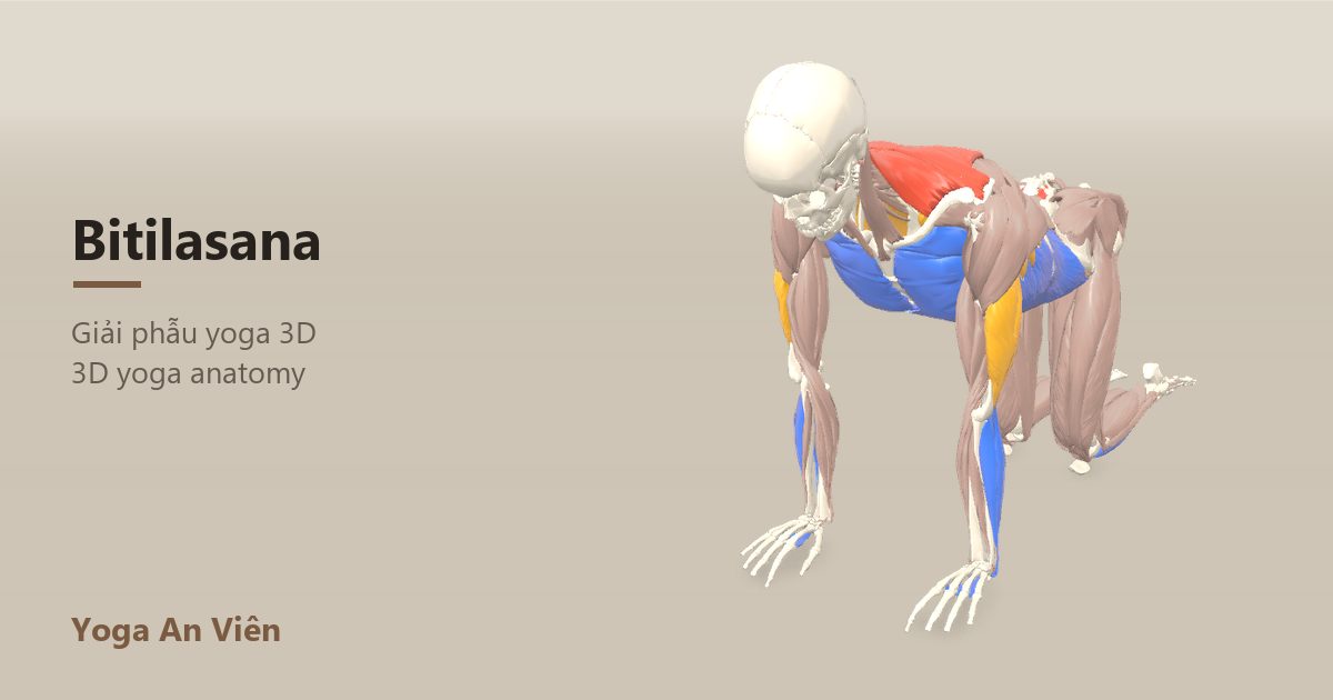 Mô hình giải phẫu 3D tư thế con bò: cơ co màu đỏ, cơ giãn màu xanh, cơ giữ ổn định màu vàng