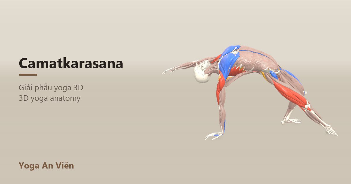 3D anatomy model of Wild Thing: working muscles in red, stretching in blue, stabilizing in yellow