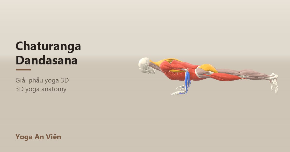 Mô hình giải phẫu 3D tư thế chống đẩy bốn điểm: cơ co màu đỏ, cơ giãn màu xanh, cơ giữ ổn định màu vàng