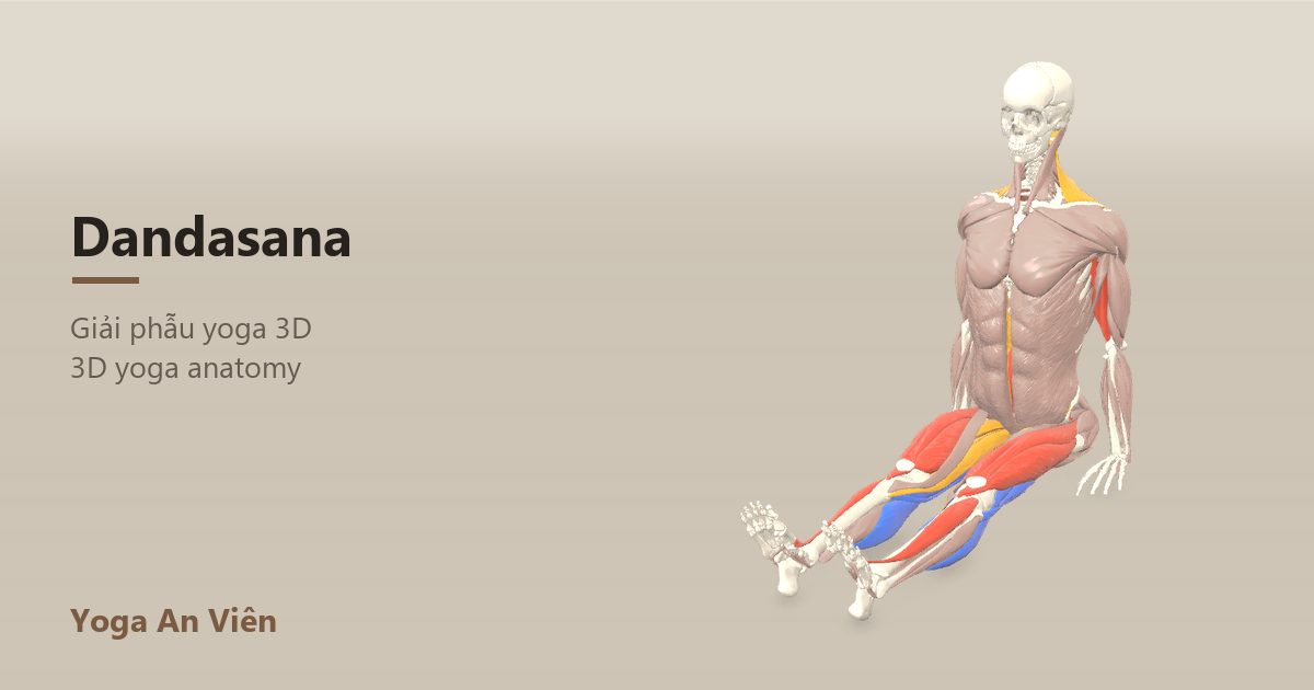 3D anatomy model of Staff Pose: working muscles in red, stretching in blue, stabilizing in yellow