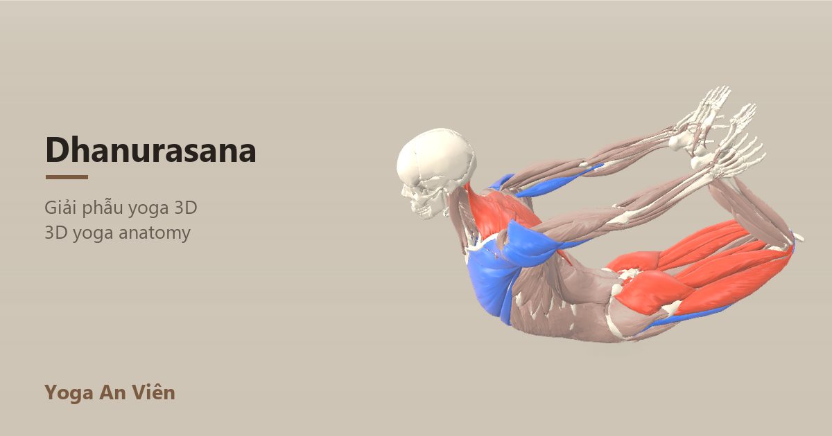 Mô hình giải phẫu 3D tư thế cây cung: cơ co màu đỏ, cơ giãn màu xanh, cơ giữ ổn định màu vàng