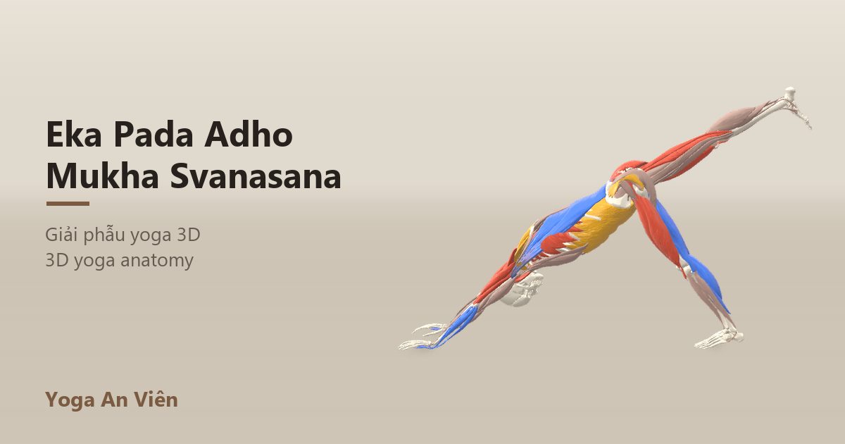 3D anatomy model of Three-Legged Downward Dog: working muscles in red, stretching in blue, stabilizing in yellow