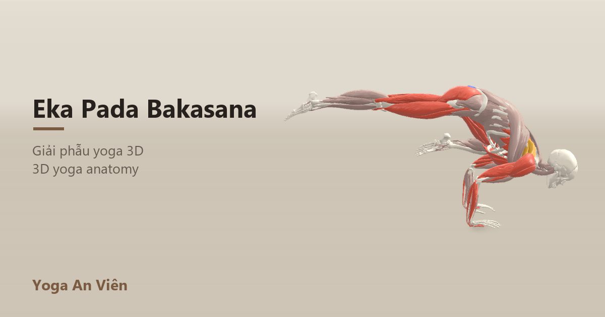 3D anatomy model of One-Legged Crow Pose: working muscles in red, stretching in blue, stabilizing in yellow