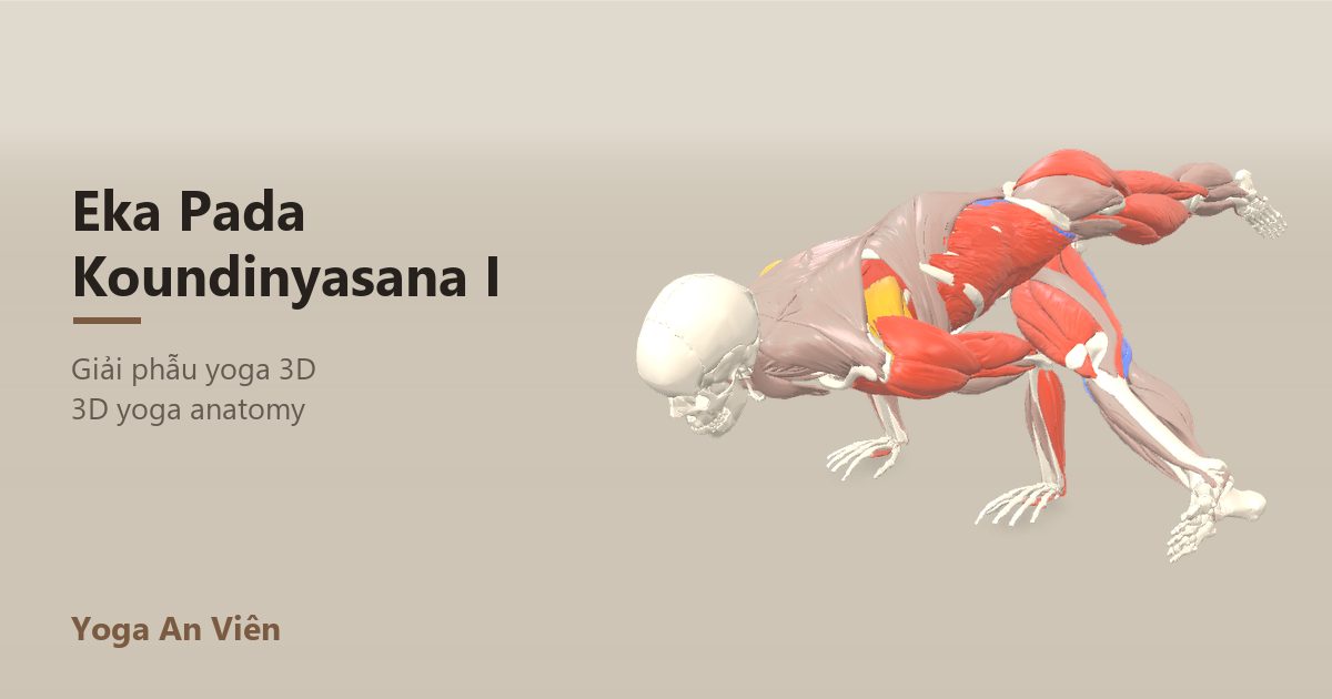 3D anatomy model of Sage Koundinya Pose I: working muscles in red, stretching in blue, stabilizing in yellow