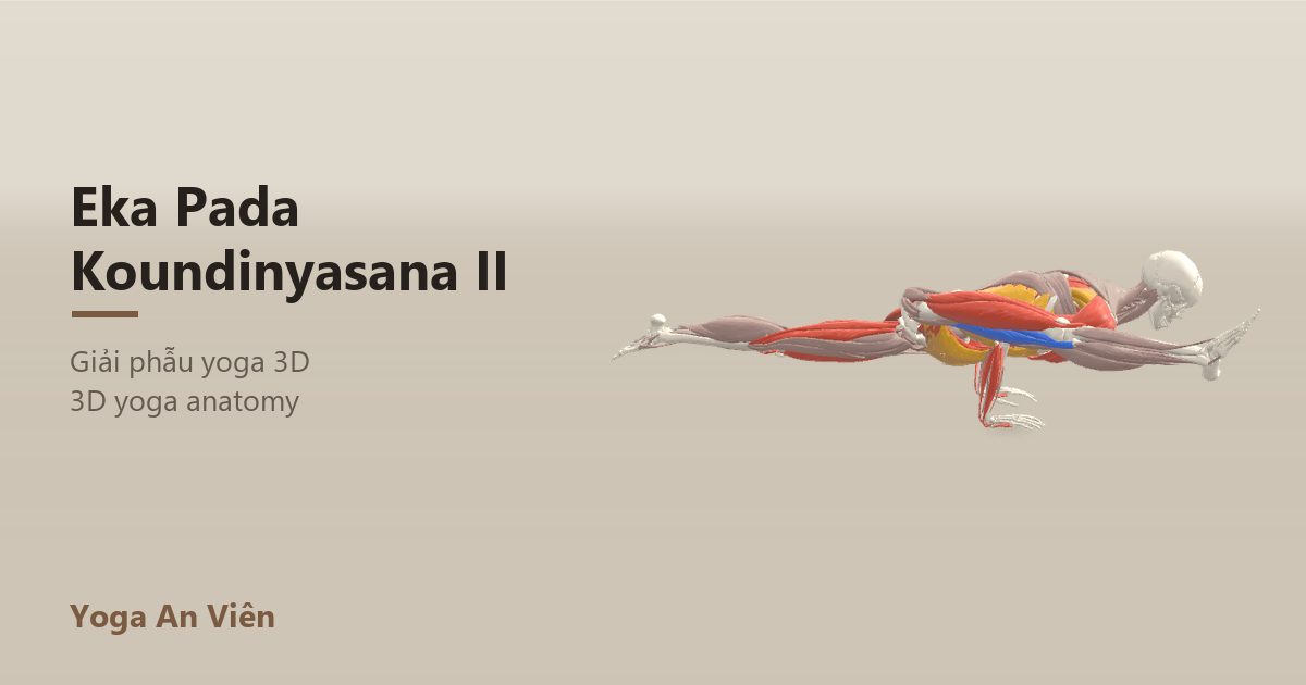 Mô hình giải phẫu 3D tư thế hiền triết Koundinya II: cơ co màu đỏ, cơ giãn màu xanh, cơ giữ ổn định màu vàng