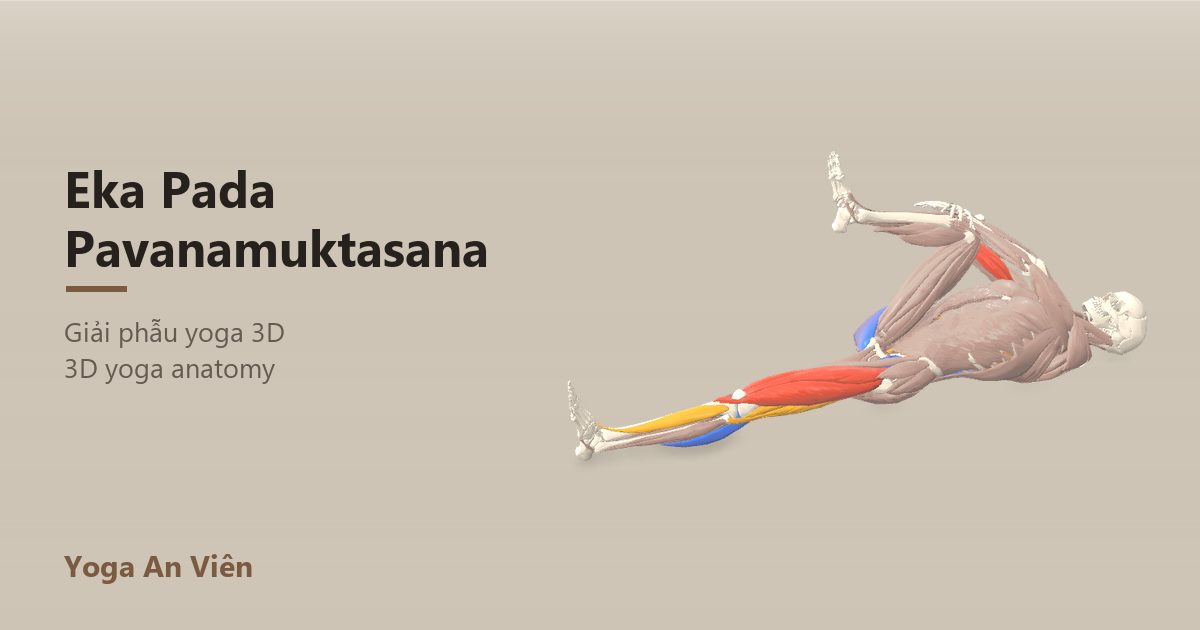 3D anatomy model of One-Legged Wind-Relieving Pose: working muscles in red, stretching in blue, stabilizing in yellow