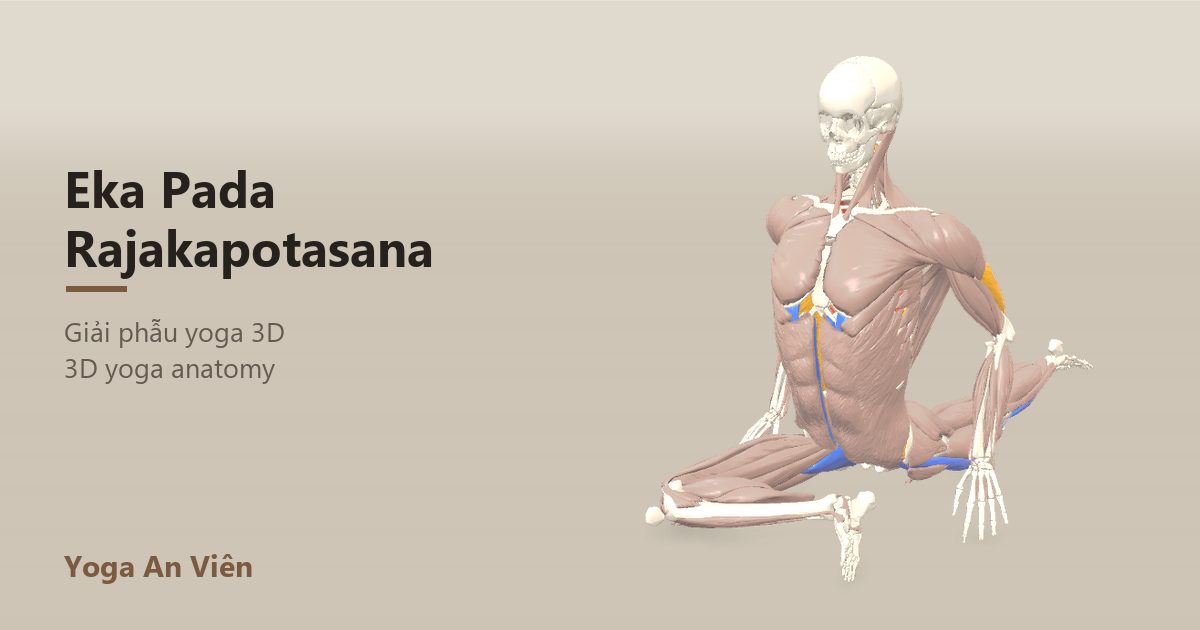 3D anatomy model of Pigeon Pose: working muscles in red, stretching in blue, stabilizing in yellow