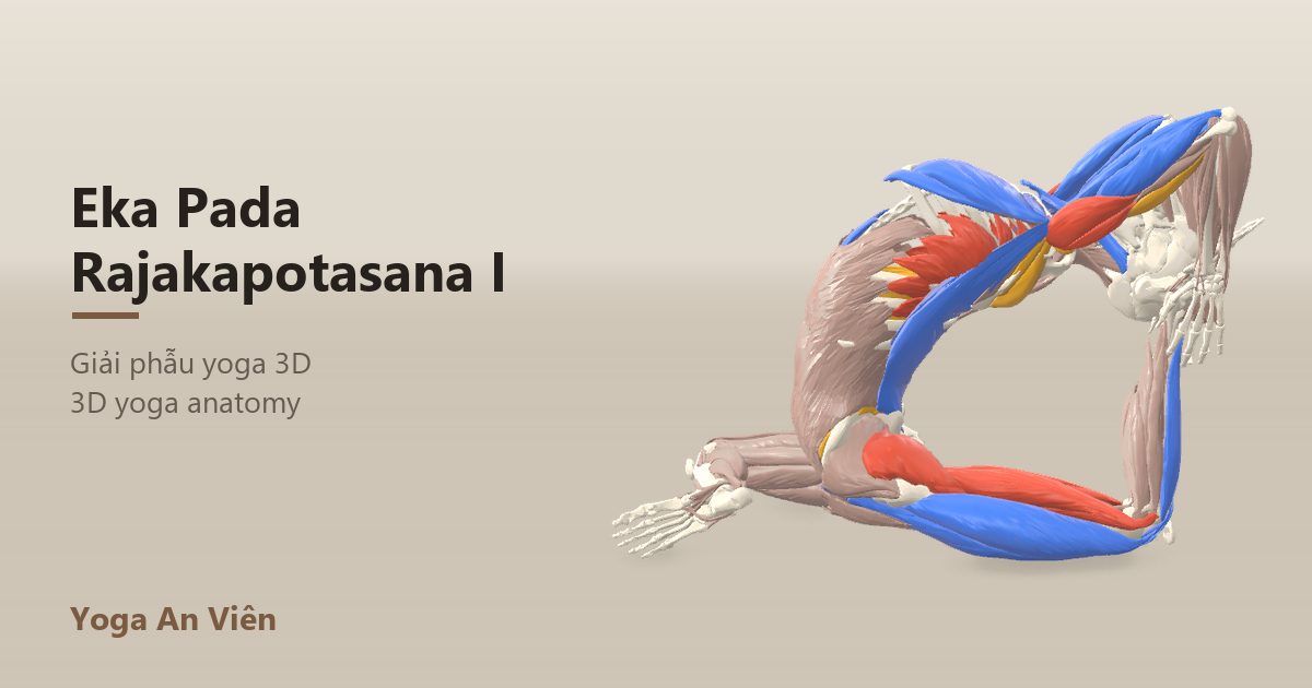 3D anatomy model of King Pigeon Pose: working muscles in red, stretching in blue, stabilizing in yellow