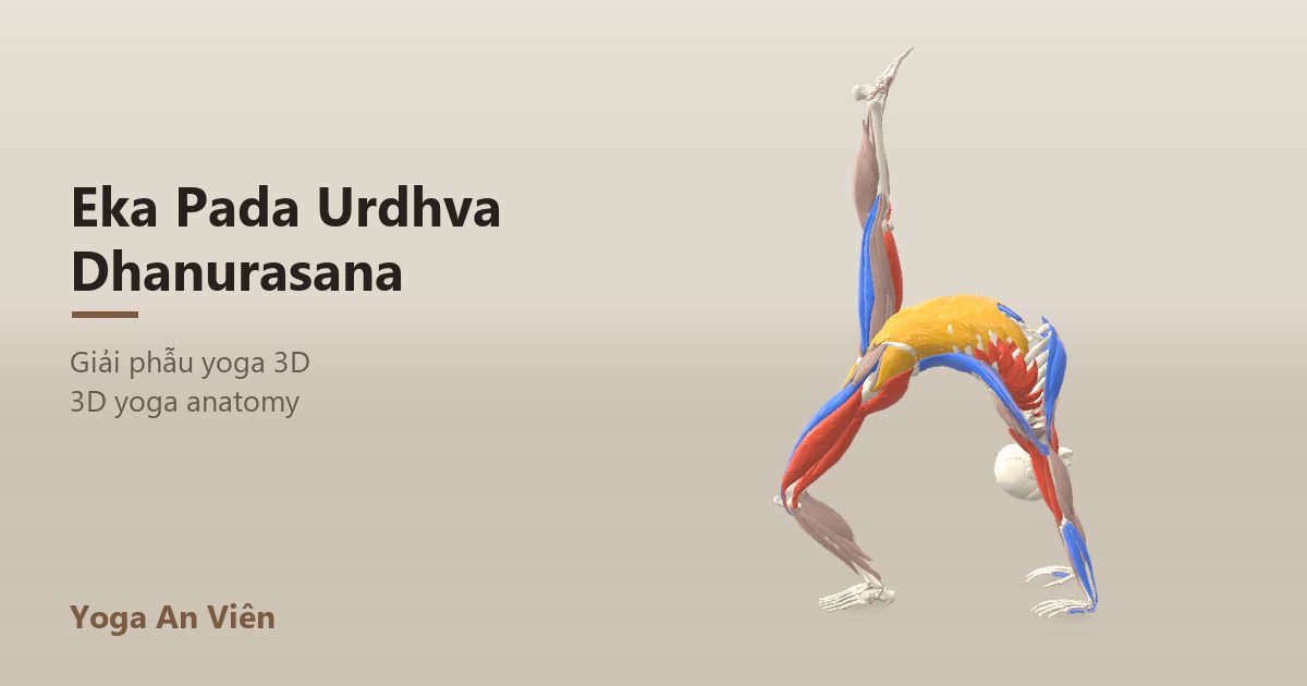 3D anatomy model of One-Legged Wheel Pose: working muscles in red, stretching in blue, stabilizing in yellow