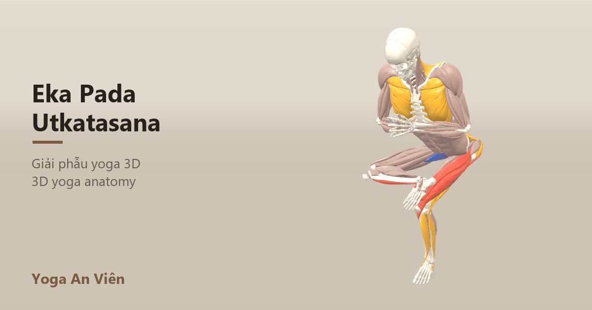 3D anatomy model of One-Legged Chair Pose (Figure Four): working muscles in red, stretching in blue, stabilizing in yellow