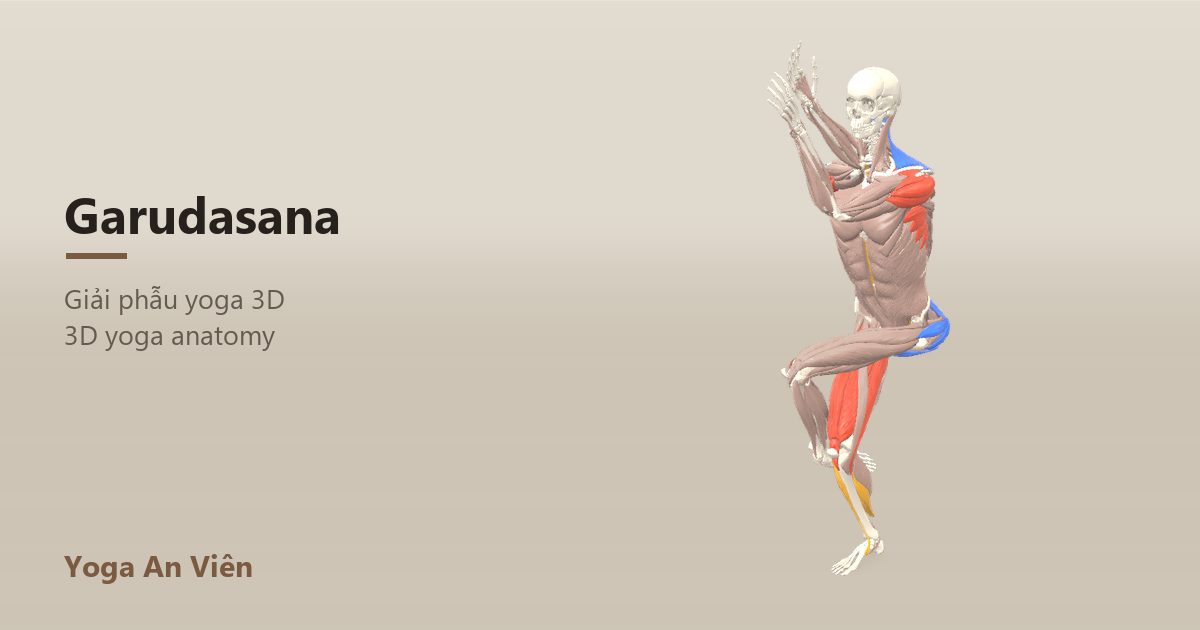 Mô hình giải phẫu 3D tư thế đại bàng: cơ co màu đỏ, cơ giãn màu xanh, cơ giữ ổn định màu vàng