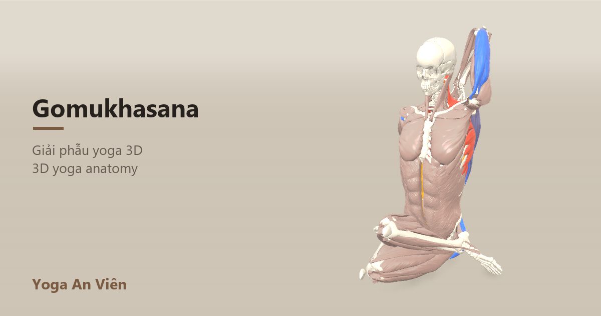 Mô hình giải phẫu 3D tư thế mặt bò: cơ co màu đỏ, cơ giãn màu xanh, cơ giữ ổn định màu vàng