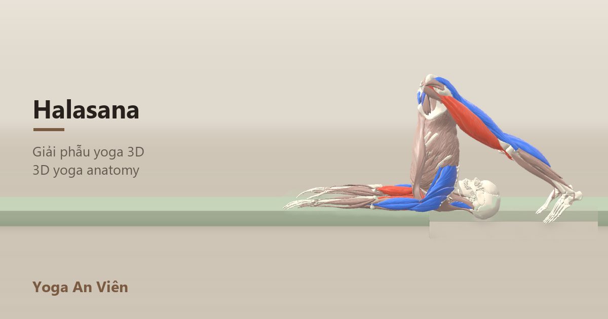 3D anatomy model of Plow Pose: working muscles in red, stretching in blue, stabilizing in yellow