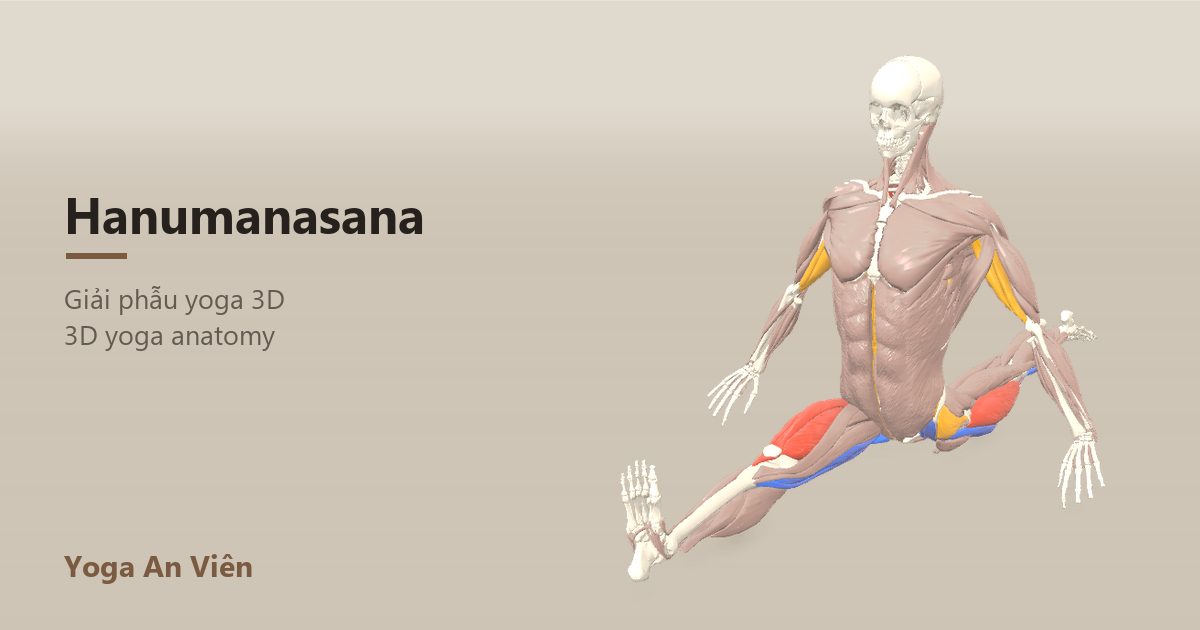Mô hình giải phẫu 3D tư thế xoạc dọc: cơ co màu đỏ, cơ giãn màu xanh, cơ giữ ổn định màu vàng