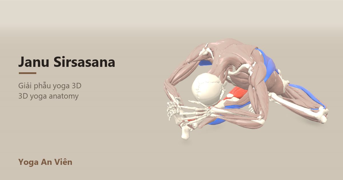 3D anatomy model of Head-to-Knee Forward Bend: working muscles in red, stretching in blue, stabilizing in yellow