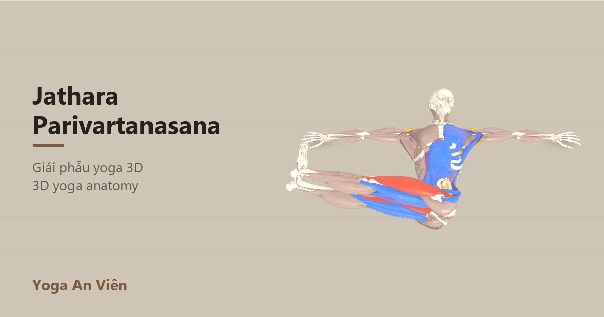 3D anatomy model of Revolved Abdomen Pose: working muscles in red, stretching in blue, stabilizing in yellow