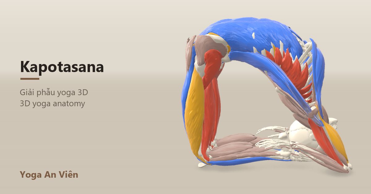 3D anatomy model of Kneeling Pigeon Pose: working muscles in red, stretching in blue, stabilizing in yellow