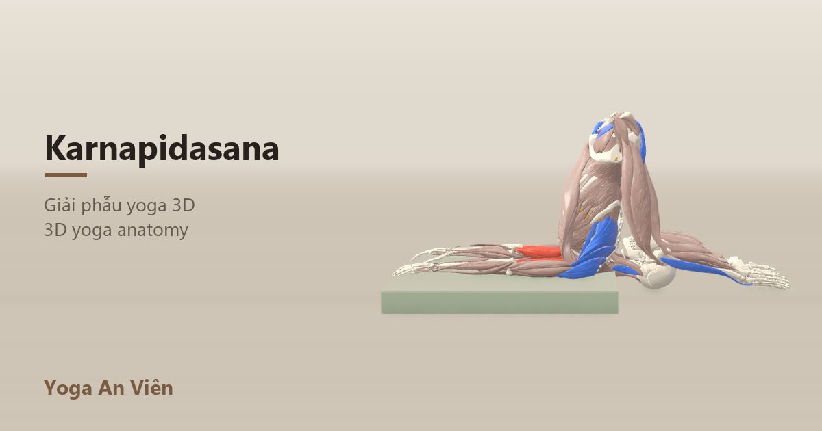 Mô hình giải phẫu 3D tư thế ép tai: cơ co màu đỏ, cơ giãn màu xanh, cơ giữ ổn định màu vàng