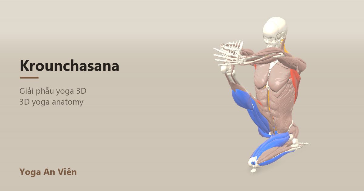 3D anatomy model of Heron Pose: working muscles in red, stretching in blue, stabilizing in yellow